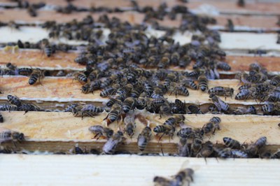 Baden-Württemberg: Großer Erfolg für Trägerkreis des Bienen-Volksbegehren