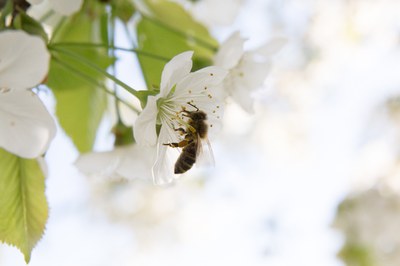 Biodiversitätsschutz: Warum wir das Volksbegehren „Rettet die Bienen“ unterstützen