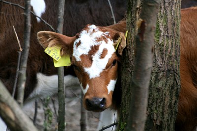 Getigertes Rind aus Franken wird neuer Arche-Passagier