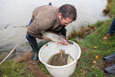 Karpfennarrisch in der Oberpfalz