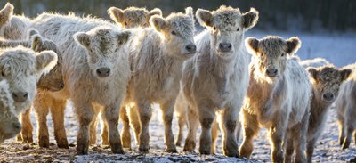 Landwirtschaft mit Zukunft: Rinderzüchter Helmut Querhammer im Interview