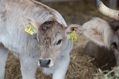 Neue Studie zeigt: Es gibt sie doch – die gute Milch