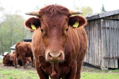 Rotes Höhenvieh: Naturschutz auf der Speisekarte