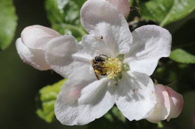 Weltbienentag: Anerkennung für wichtige Winzlinge