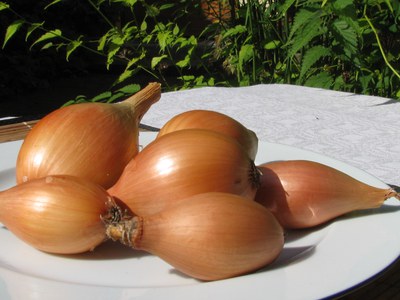 Aromatisch, traditionsreich – stark bedroht: Bamberger Birnförmige Zwiebel geht an Bord der Slow-Food-Arche