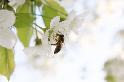 Ernährungssicherung: Bienenschutz muss höchste Priorität haben