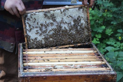 EU-Biodiversitätsstrategie 2030: Bienen- und Insektenschutz muss höchste Priorität haben