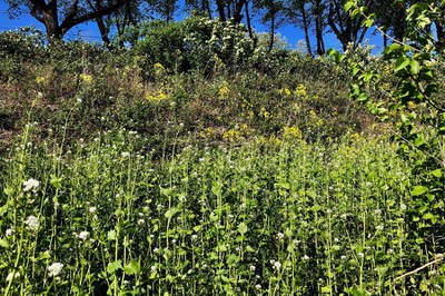 Freiraum für Natur: Wir brauchen Brachen