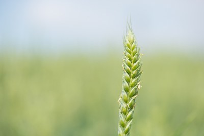 Vielfalt auf dem Feld, Vielfalt im Ofen: Wie ein Unternehmen Arche-Passagiere wieder nutzt