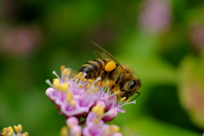 Bienen retten, aber richtig