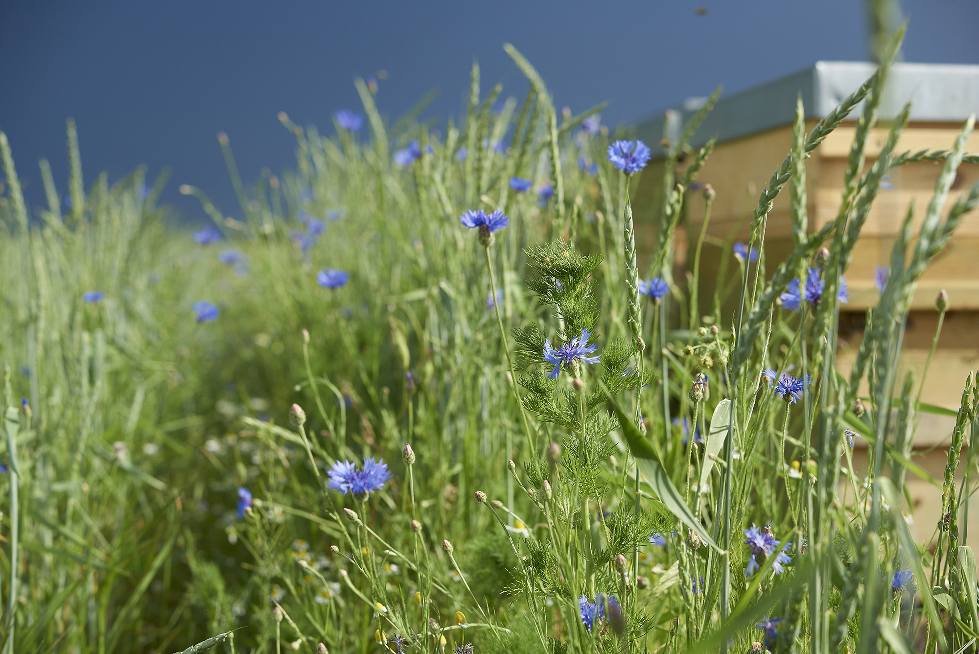 Bildrechte Mitsopoulos 2.jpg