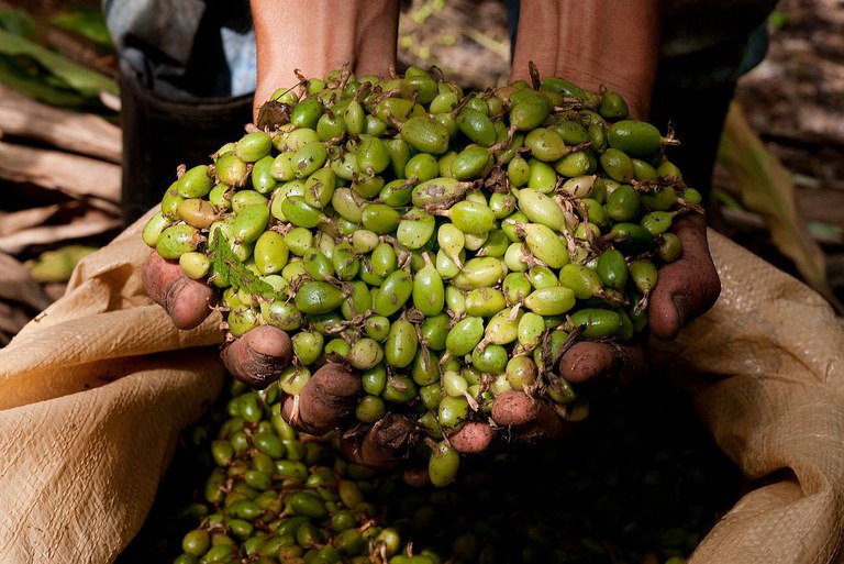 Guatemala_Cardamomo di Ixcan© Luca Rinaldini.jpg