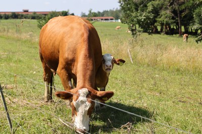 Weide und Grünland unter Bedingungen des Klimawandels