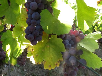 Weißwein aus blauen Trauben: Blauer Silvaner ist neuer Arche-Passagier