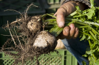 Ernährungsstrategie der Bundesregierung: Ernährungswende ja, aber die Rechnung bleibt offen