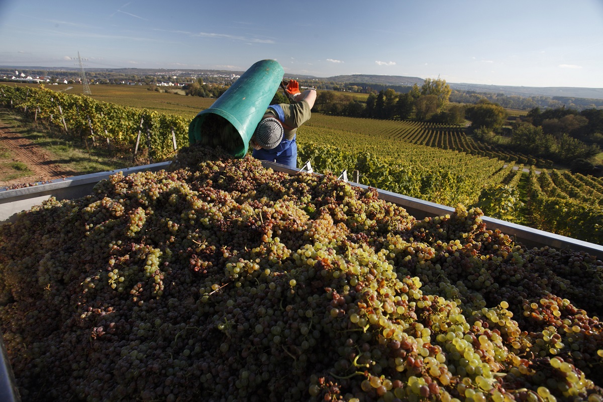 Weinlese (c) Deutsches Weininstitut Mainz.JPG