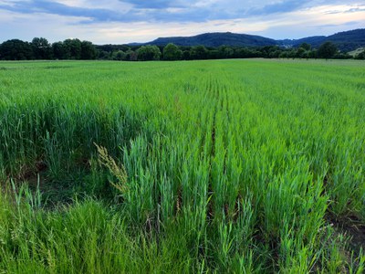 Neuer Arche-Passagier: Westerwälder Fuchsweizen