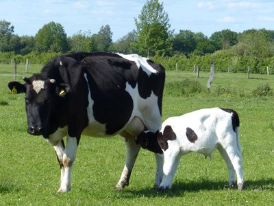 Neues Briefing von Slow Food International: Slow Food fordert die Europäische Kommission dazu auf, sich beim Tierschutz gegen Konzerninteressen durchzusetzen