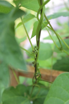 Internationaler Tag der Hülsenfrüchte: Erbse, Bohne und Co als Verbündete in der Ernährungswende