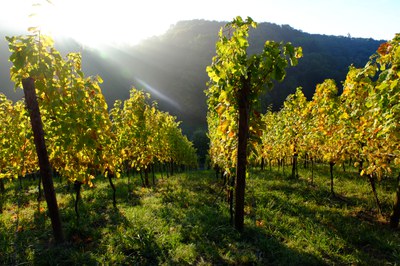 Neuer Arche-Passagier: Früher Gelber Malinger