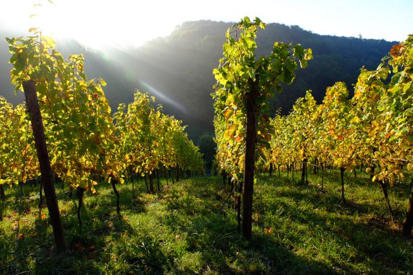 Neuer Arche-Passagier: Früher Gelber Malinger