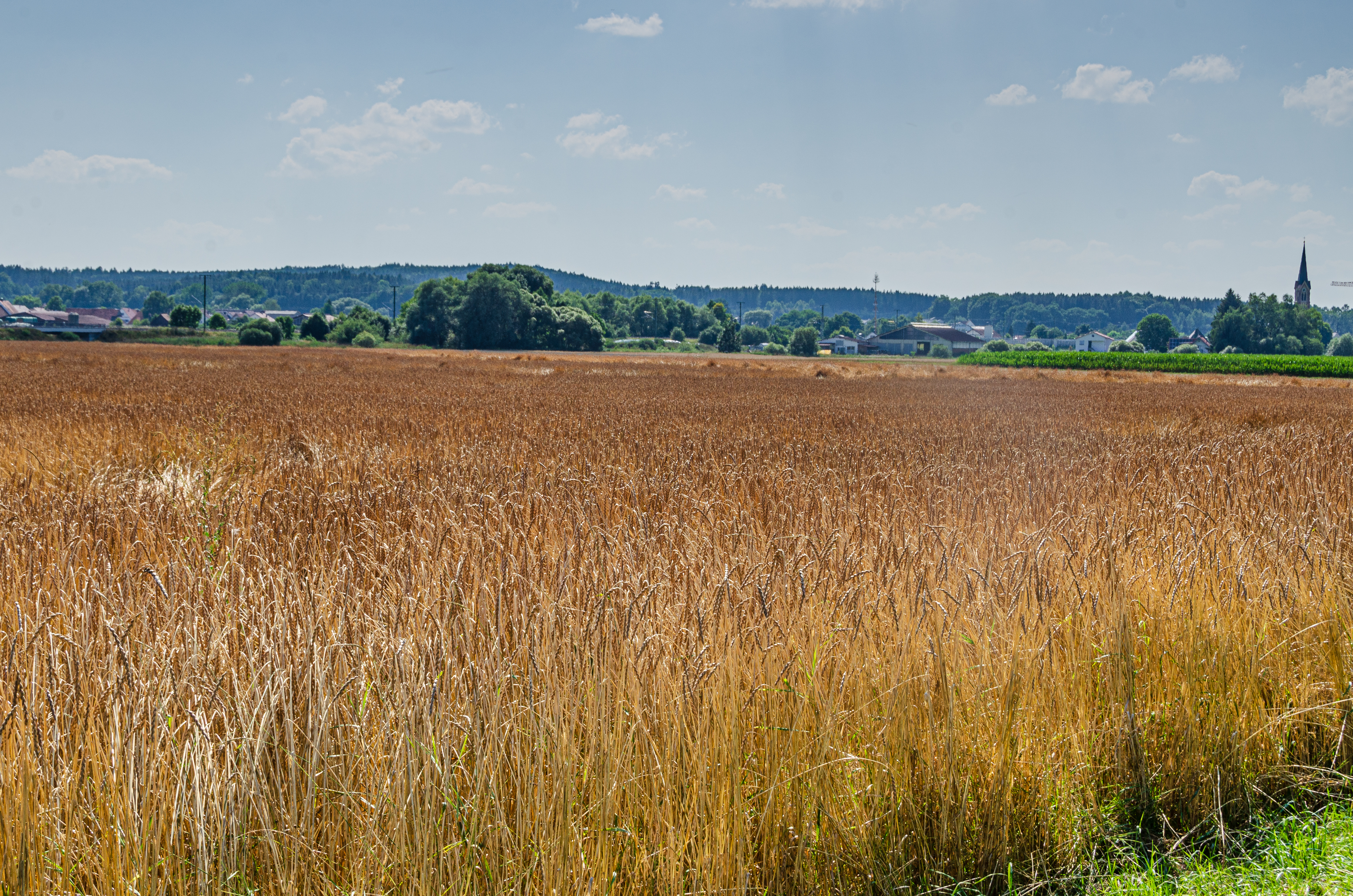 Babenhauser Zuchtvesen_Öko-Modellregion Günztal.JPG