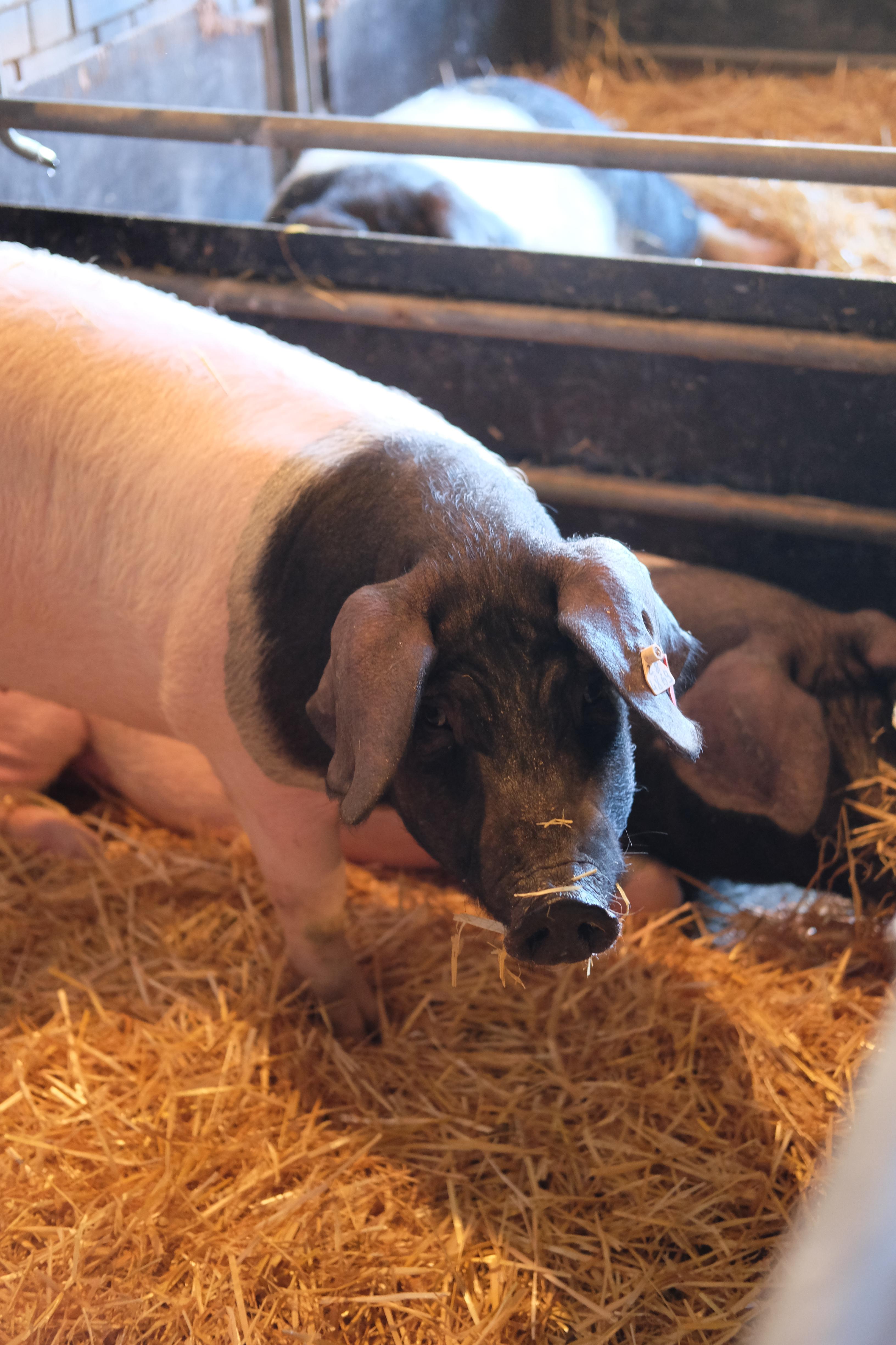 Arche-Passagier Schwäbisch Hällisches Landschwein (c) Christian Körner.JPG