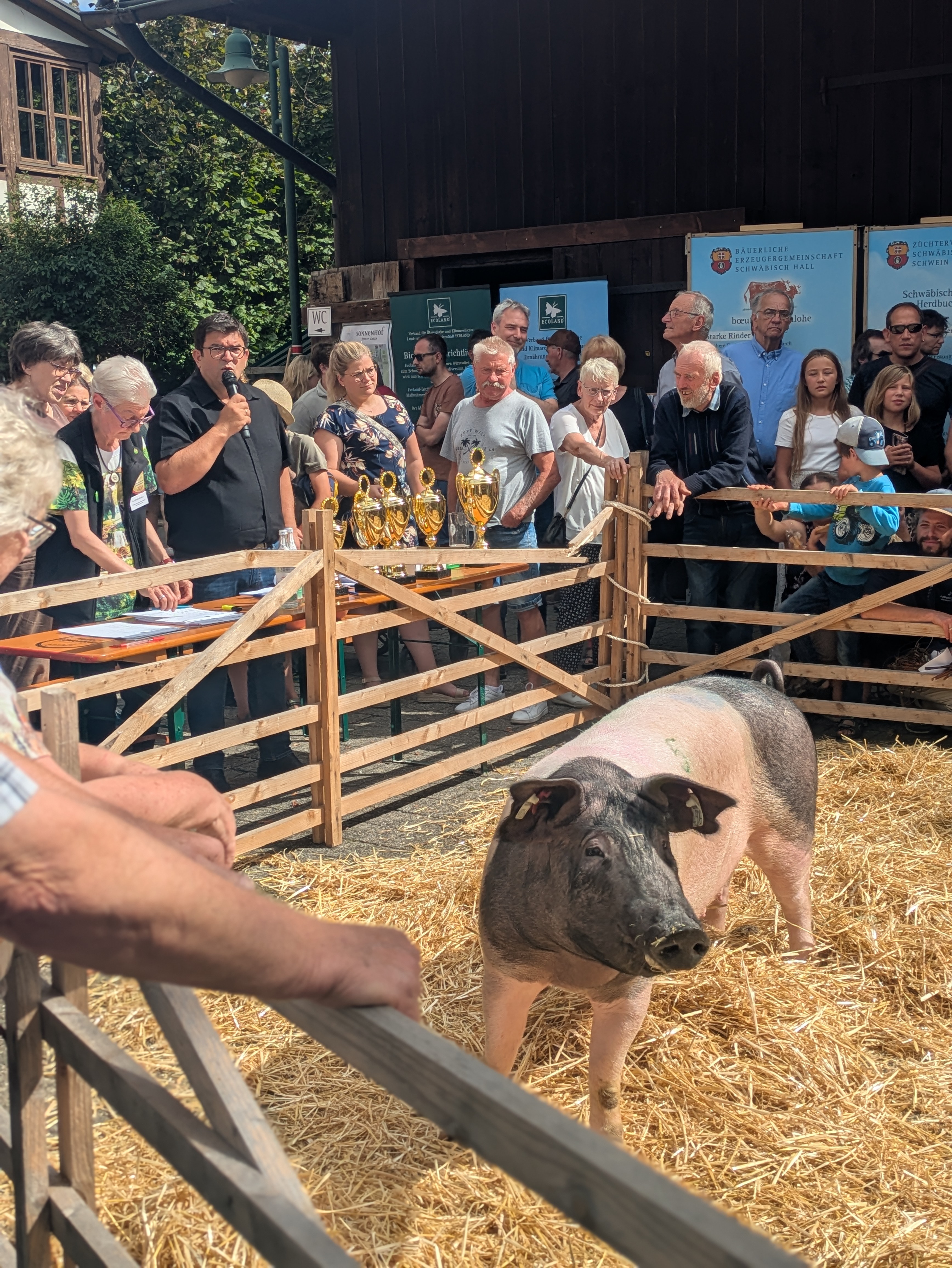  Schwäbisch-Hällisches Landschwein (c) Julia Mittermeier.jpg