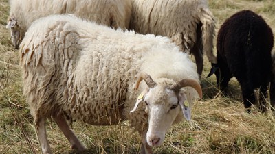 Neuer Arche-Passagier: Waldschaf