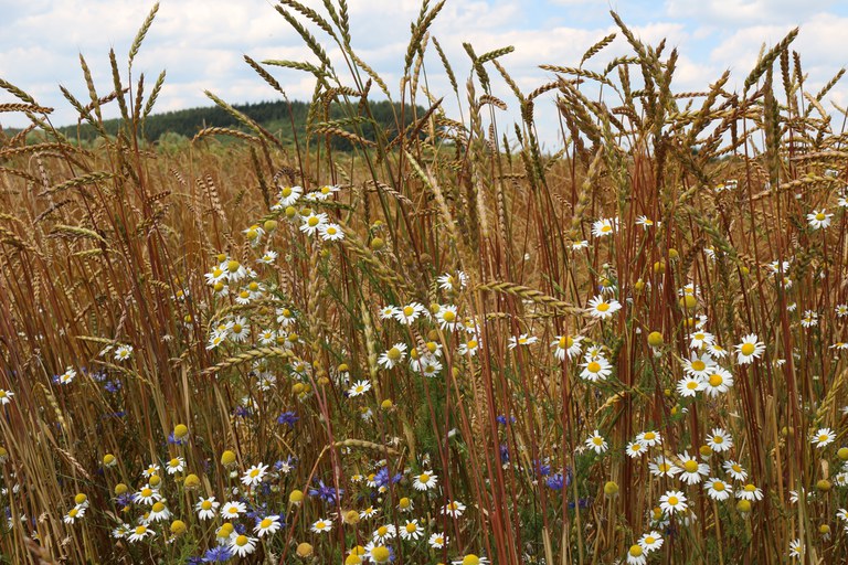 Babenhauser Zuchttvesen_Öko-Modellregion Günztal.JPG