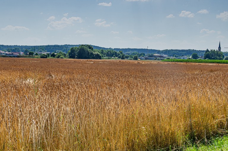 Babenhauser Zuchtvesen_Öko-Modellregion Günztal.JPG