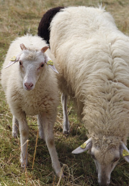 Waldschaf _3 (c) Christine Russo Schneider.jpg