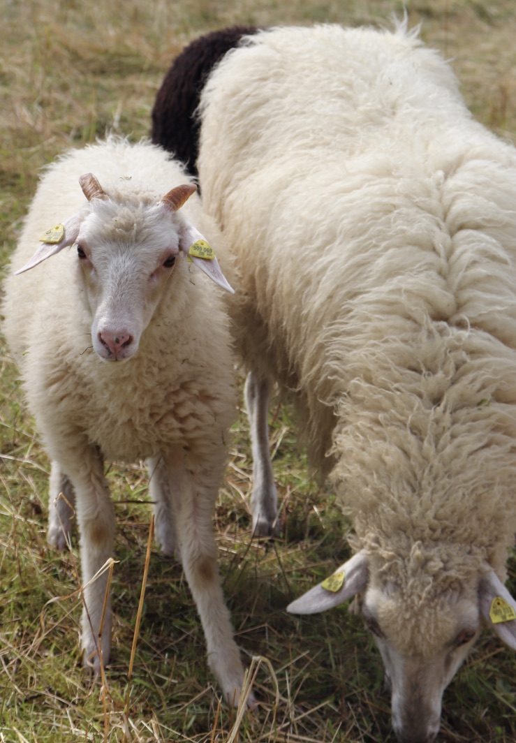 Waldschaf _3 (c) Christine Russo Schneider.jpg