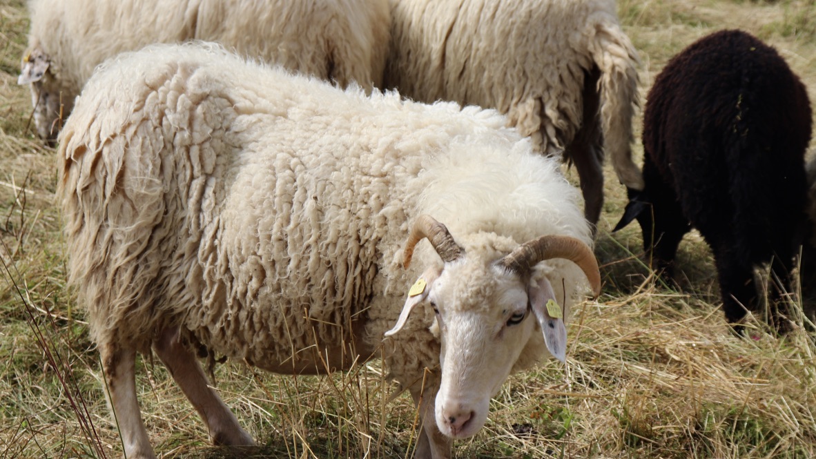 Waldschaf_2 (c) Christine Russo Schneider.jpg