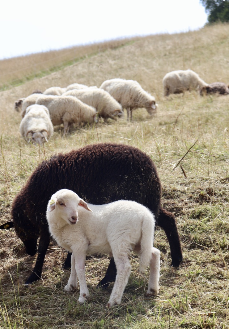 Waldschaf_Christine Russo Schneider.jpg