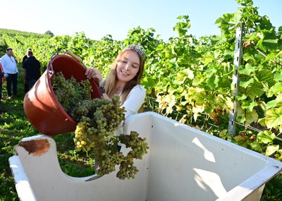 Weinlese mit Badischer Weinkönigin Tina Glur in Staufen (c) Deutsches Weininstitut Weinlese mit Badischer Weinkönigin Tina Glur in Staufen (c) Deutsches Weininstitut