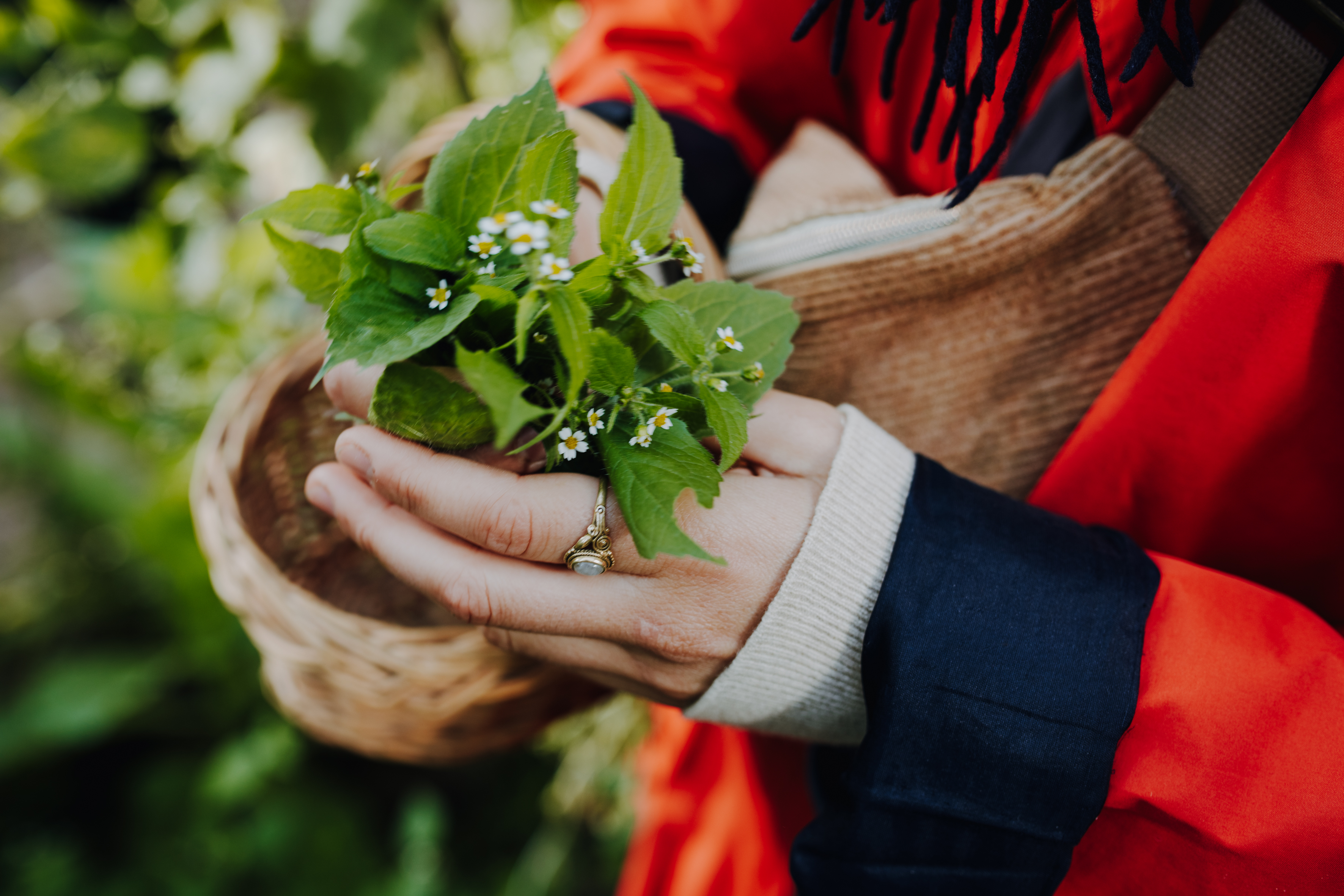 Wildkräuter SFYA 2024 5 (c) Daria Yakina.jpg