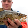 aktuelles-aktuelles_2014-fisherman-holding-cod_112.jpg