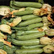 aktuelles-aktuelles_2015-bitter_zucchini_112.jpg