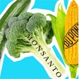 aktuelles-aktuelles_2016-campact-petition-monsanto_112.jpg