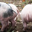 aktuelles-aktuelles_2018-antibiotika_2_112.jpg aktuelles-aktuelles_2018-antibiotika_2_112.jpg