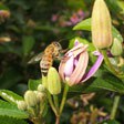aktuelles-aktuelles_2018-biene_bluete_c_slow-food-archiv_112x112.jpg aktuelles-aktuelles_2018-biene_bluete_c_slow-food-archiv_112x112.jpg