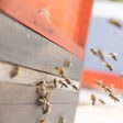 aktuelles-aktuelles_2018-bienen_am_flugloch-0509_c_probiene-112x112.jpg aktuelles-aktuelles_2018-bienen_am_flugloch-0509_c_probiene-112x112.jpg