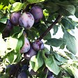 aktuelles-aktuelles_2018-bz_fruechte_am_baum_112x112.jpg aktuelles-aktuelles_2018-bz_fruechte_am_baum_112x112.jpg