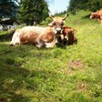 aktuelles-aktuelles_2018-eu_tierhaltung_muwe_112.jpg aktuelles-aktuelles_2018-eu_tierhaltung_muwe_112.jpg