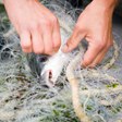 aktuelles-aktuelles_2018-ostsee-fanggrenze-c-fokke-van-saane-112.jpg aktuelles-aktuelles_2018-ostsee-fanggrenze-c-fokke-van-saane-112.jpg