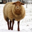 arche-wittur-fuchsschaf-winter-112x112.jpg arche-wittur-fuchsschaf-winter-112x112.jpg