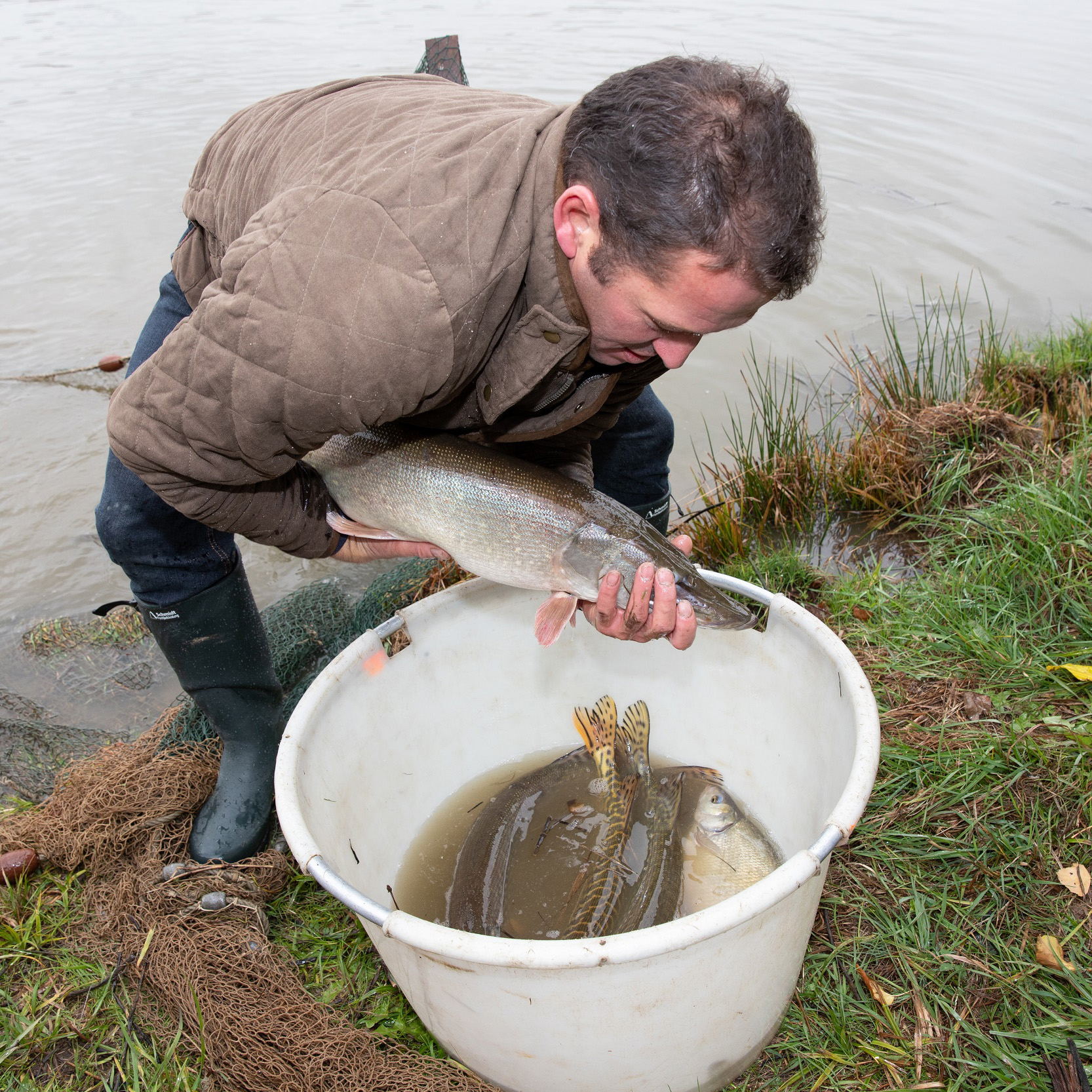 Fischhof Bächer_Karpfen_(c) Ingo Hilger_klein_1_1.jpg