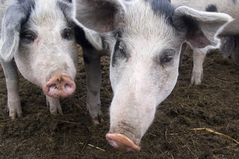 700.08.01_Buntes Bentheimer Schwein_Stefan Abtmeyer.jpg