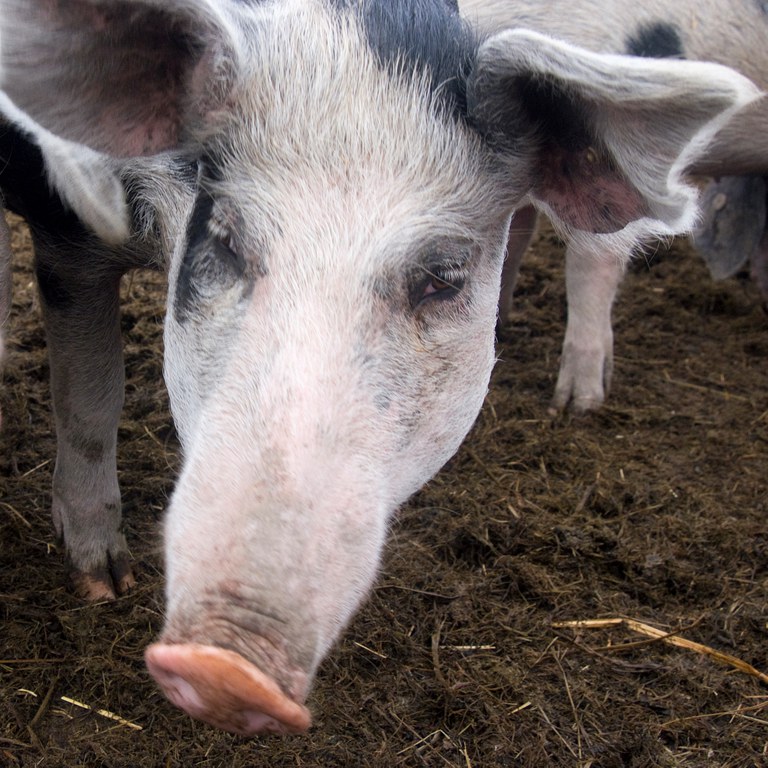 700.08.01_Buntes Bentheimer Schwein_Stefan Abtmeyer_1_1.jpg